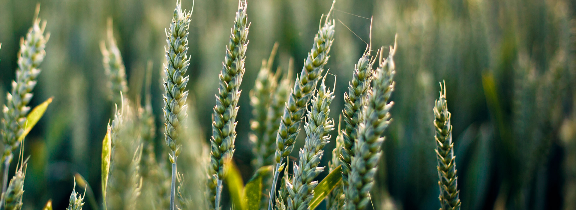 一键购买即发的ddos网页在线攻击